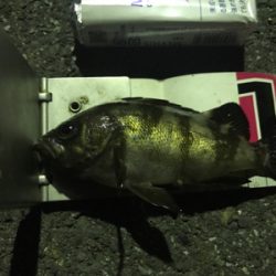 アジング成功！