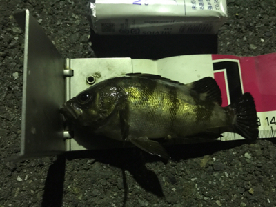 アジング成功！