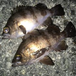 メバリング、シーズンイン