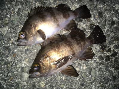 メバリング、シーズンイン