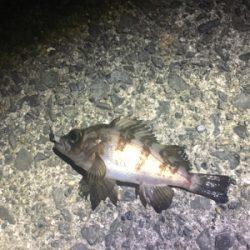 アジ釣ってみたいなー