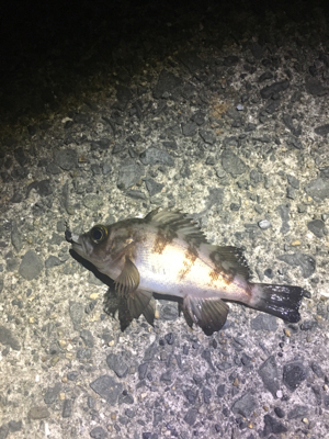 アジ釣ってみたいなー