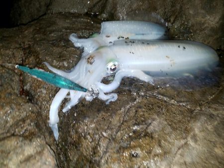 メバリングからのエギング