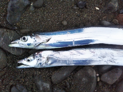 阿南市の那賀川河口でタチウオ