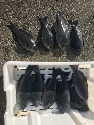 いつも渡船‼️