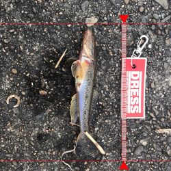 いつもの仕事帰り釣行