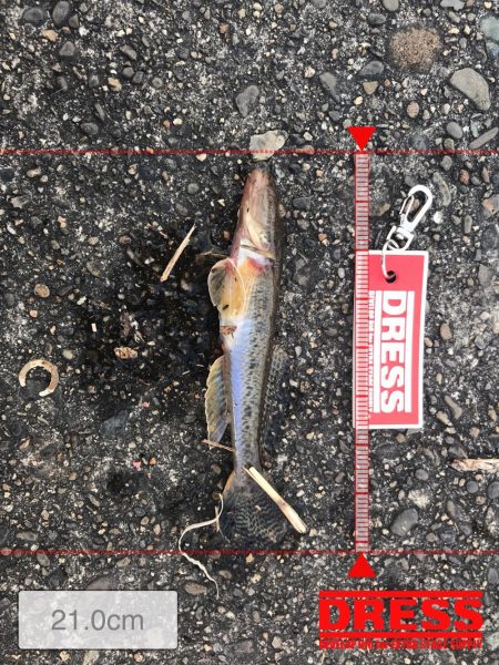 いつもの仕事帰り釣行