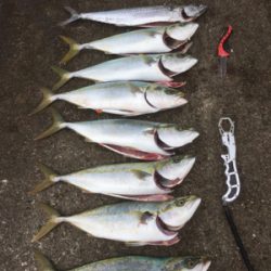 やっと来た‼️