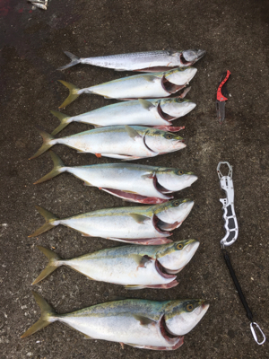 やっと来た‼️