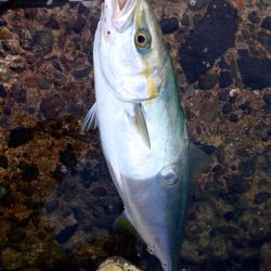 イナダ回遊有り