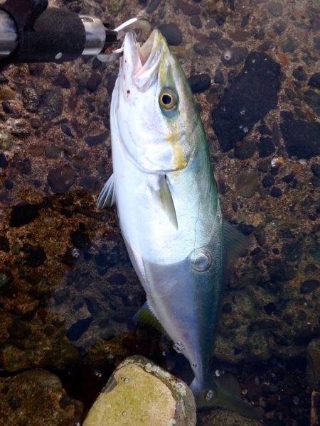 イナダ回遊有り