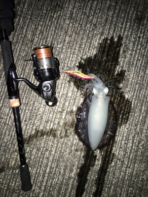 恵比寿浜 アオリイカ1杯