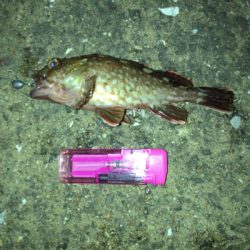 オキアミヘッドでガシリング