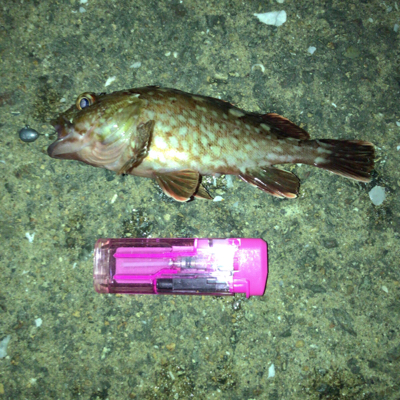 オキアミヘッドでガシリング