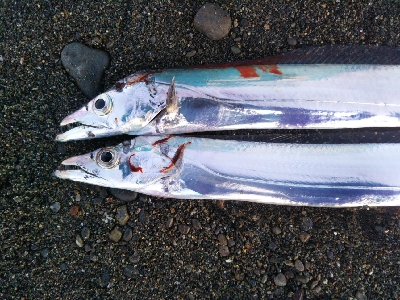 阿南市の那賀川河口でタチウオ