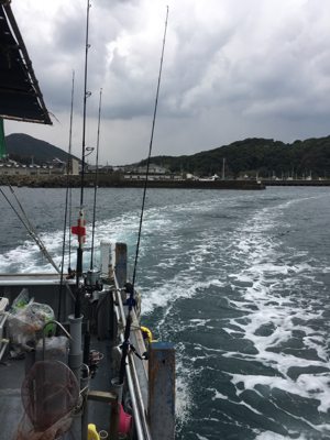 シオ釣れてます