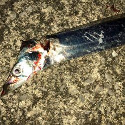 ドラゴン求めて(´༎ຶོρ༎ຶོ`)