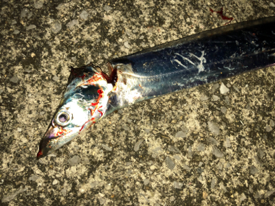 ドラゴン求めて(´༎ຶོρ༎ຶོ`)