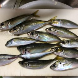 寒くても、アジは釣れます