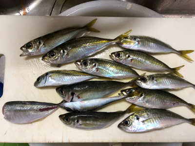 寒くても、アジは釣れます