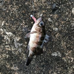 朝から釣りをする(笑)。