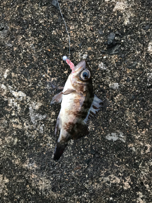 朝から釣りをする(笑)。