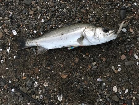 夕まずめパワー