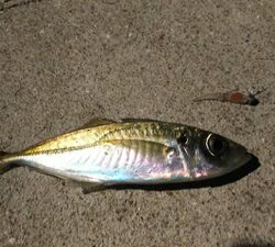 新製品にて泉南ライトゲーム