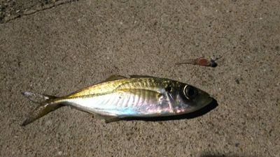 新製品にて泉南ライトゲーム