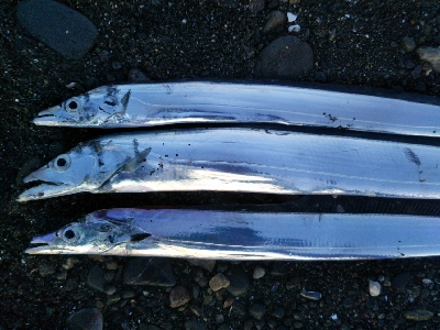 阿南市の那賀川河口でタチウオ