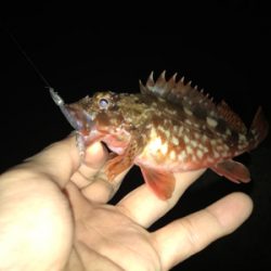 アジングのつもりが