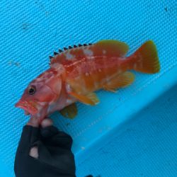 スロージギング