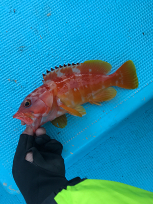 スロージギング