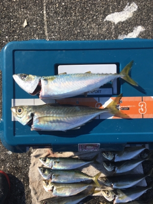 大アジねらいに