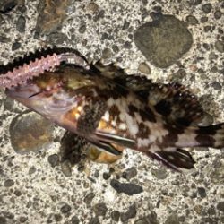 メバルはどこ？