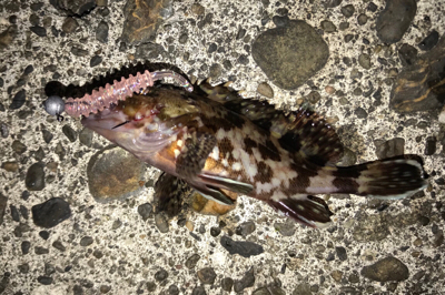 メバルはどこ？