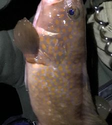 まさかのアコウ