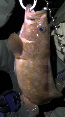 まさかのアコウ