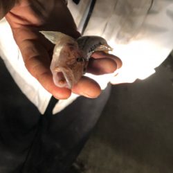 カレイを釣りに行ったけど…