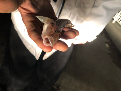 カレイを釣りに行ったけど…