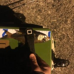 冬の訪れ メバリング