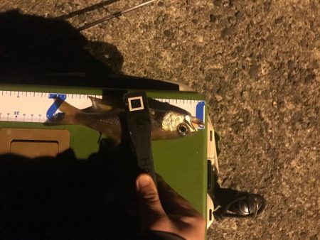 冬の訪れ メバリング