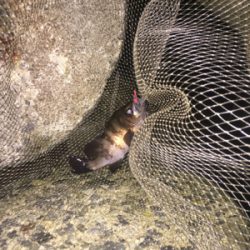 ちょこっとアジング