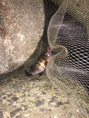 ちょこっとアジング