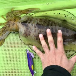 ティップランエギング