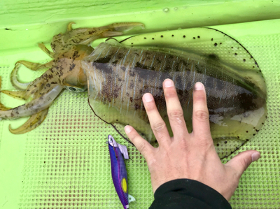 ティップランエギング