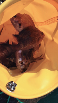 スズメダイ爆釣