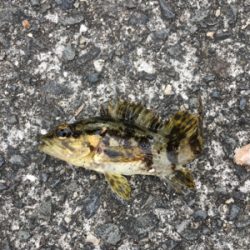 お散歩ついでに♪