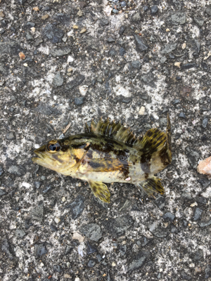 お散歩ついでに♪