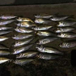 太刀魚はどこに